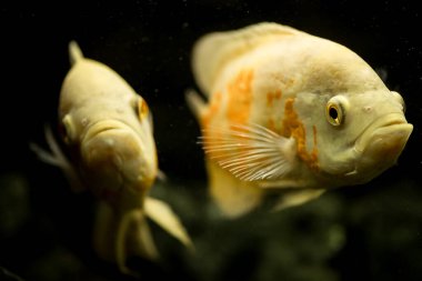 Akvaryumdaki beyaz astronotlar, yakın plan.