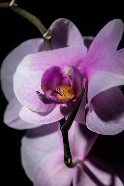 Orchid Flower Close Dark Background Homemade Flowers — Stock Photo, Image