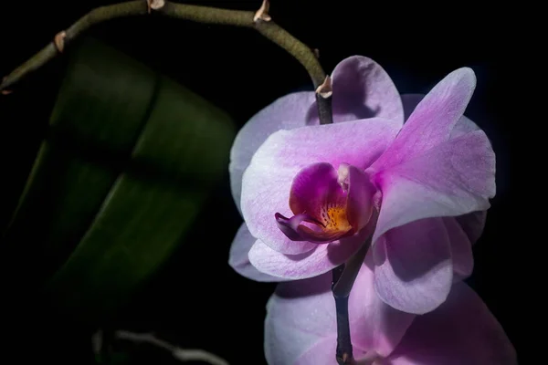 Orchid Flower Close Dark Background Homemade Flowers — Stock Photo, Image