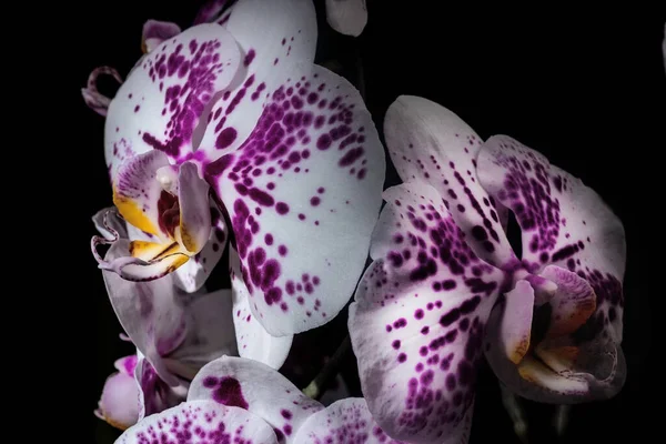 Orchidea Kwiat Zbliżenie Ciemnym Tle Domowe Kwiaty — Zdjęcie stockowe