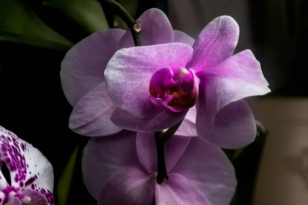 Orchid Flower Close Dark Background Homemade Flowers — Stock Photo, Image