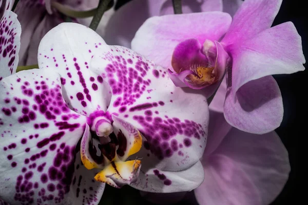 Orchideavirág Közelkép Sötét Háttérrel Házi Készítésű Virágok — Stock Fotó