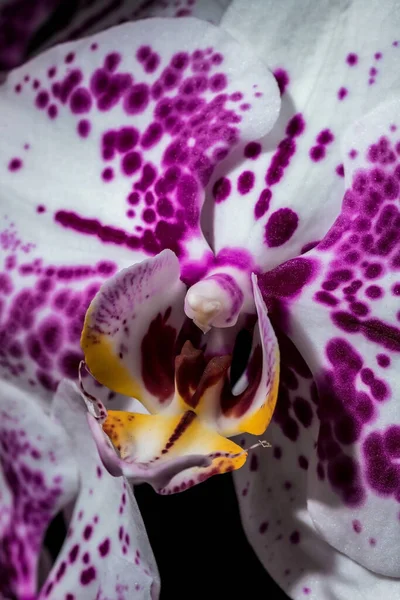 Primo Piano Del Fiore Del Orchid Uno Sfondo Scuro Fiori — Foto Stock