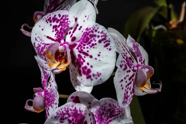 Orchideavirág Közelkép Sötét Háttérrel Házi Készítésű Virágok — Stock Fotó