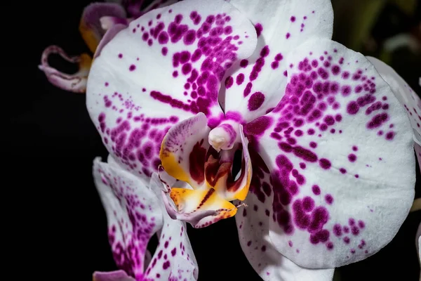 Orchid Flower Close Dark Background Homemade Flowers — Stock Photo, Image
