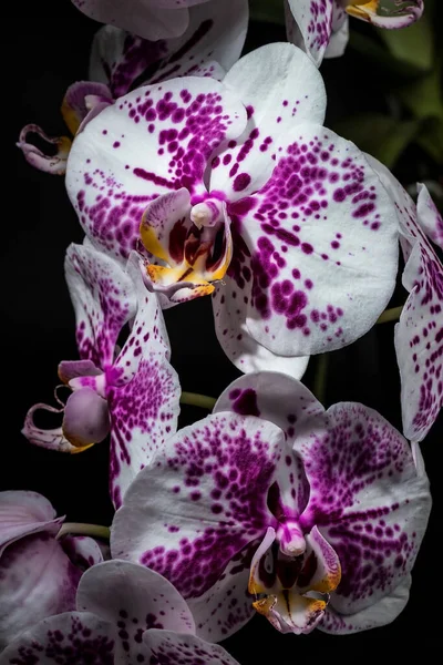 Orchid Flower Close Dark Background Homemade Flowers — Stock Photo, Image