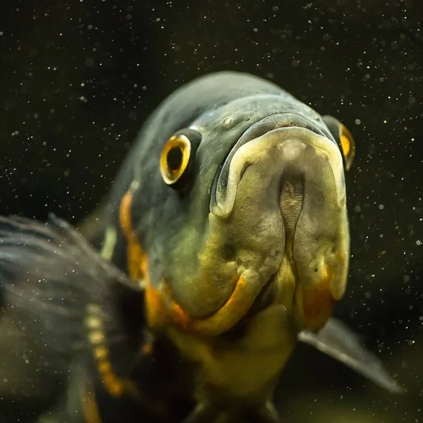 Beautiful Cichlid Astronotus Aquarium Close — 스톡 사진