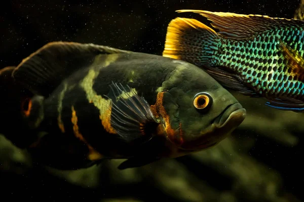 Een Prachtige Cichlide Astronotus Het Aquarium Close — Stockfoto