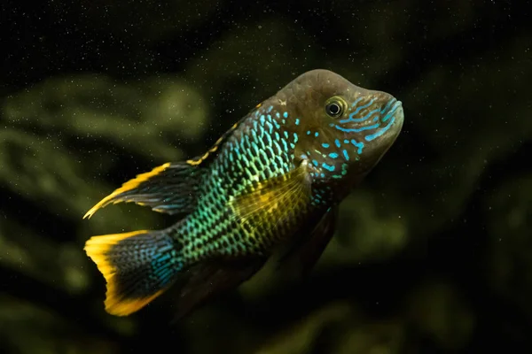 Beautiful Cichlid Turquoise Acara Aquarium Close — Stock Photo, Image