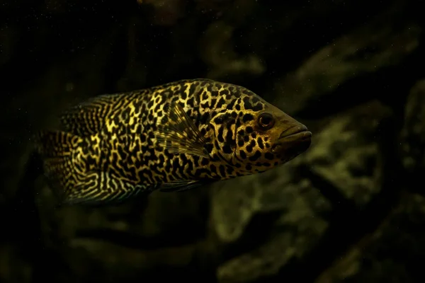 Beautiful Cichlid Managuan Cichlazoma — Stock Photo, Image