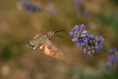 Mor lavanta çiçekleri üzerinde bir şahin güvesi. Böceklerin makrofotoğrafçılığı.