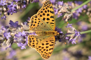 An orange butterfly on purple lavender flowers. Macro photo of insects.