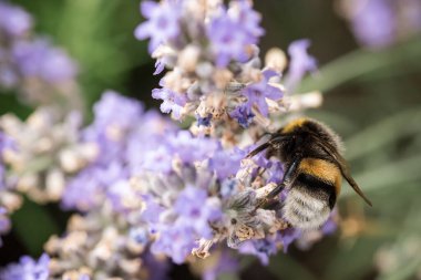 A large bumblebee on lavender flowers. Macrophotography of insects