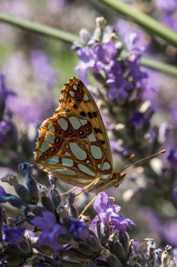 An orange butterfly on purple lavender flowers. Macro photo of insects.