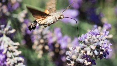 Mor lavanta çiçekleri üzerinde bir şahin güvesi. Böceklerin makrofotoğrafçılığı.