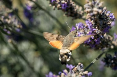Şahin güvesi lavanta çiçeklerinden nektar toplar. Böceklerin makrofotoğrafçılığı.