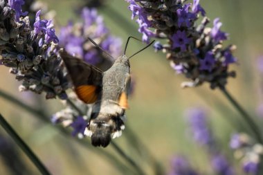 Şahin güvesi lavanta çiçeklerinden nektar toplar. Böceklerin makrofotoğrafçılığı.