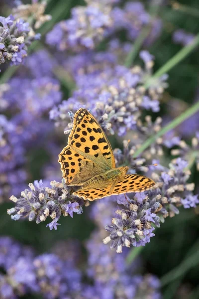 Orange Butterfly Purple Lavender Flowers Macro Photo Insects — Photo