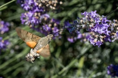 Şahin güvesi lavanta çiçeklerinden nektar toplar. Böceklerin makrofotoğrafçılığı.