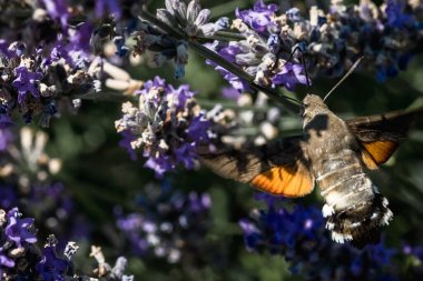 Şahin güvesi lavanta çiçeklerinden nektar toplar. Böceklerin makrofotoğrafçılığı.