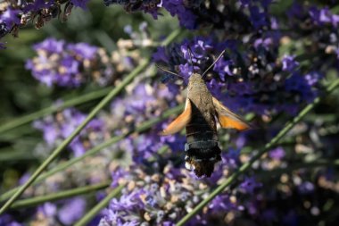 Mor lavanta çiçekleri üzerinde bir şahin güvesi. Böceklerin makrofotoğrafçılığı.