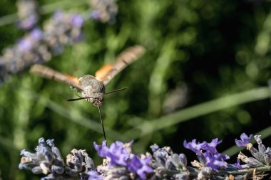 Mor lavanta çiçekleri üzerinde bir şahin güvesi. Böceklerin makrofotoğrafçılığı.
