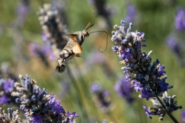 Şahin güvesi lavanta çiçeklerinden nektar toplar. Böceklerin makrofotoğrafçılığı.