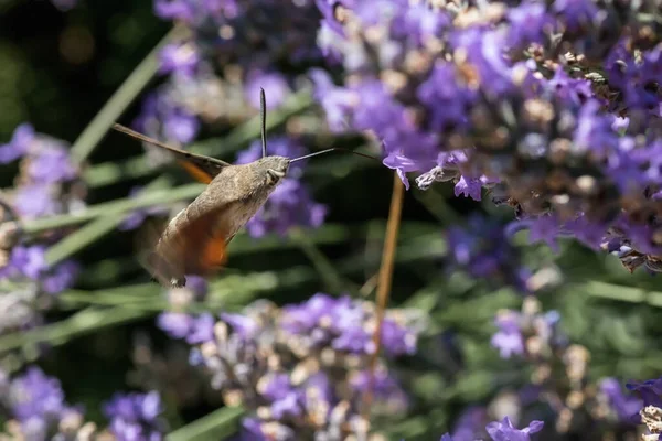 Der Falterfalter Gewinnt Nektar Aus Lavendelblüten Makrofotografie Von Insekten — Stockfoto