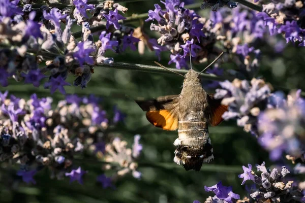 Een Havik Paarse Lavendelbloemen Macrofotografie Van Insecten — Stockfoto
