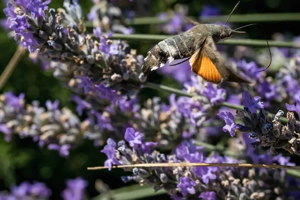 Ćma Jastrzębia Purpurowych Kwiatach Lawendy Makrofotografia Owadów — Zdjęcie stockowe