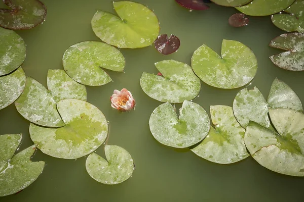 Vodní Lilie Jezírku Zelené Přírodní Pozadí — Stock fotografie