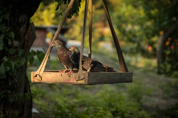 Piccioni Alimentatore Legno Albero Uccelli — Foto Stock