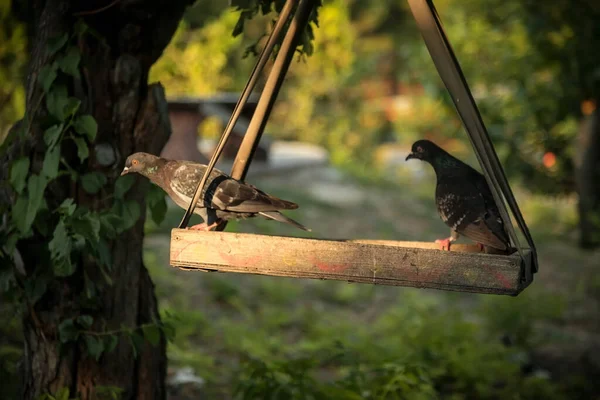 Piccioni Alimentatore Legno Albero Uccelli — Foto Stock