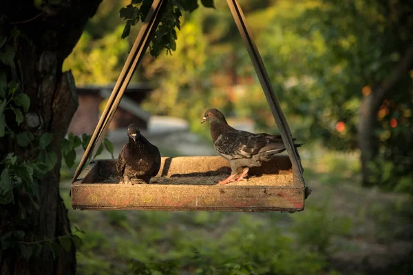 Piccioni Alimentatore Legno Albero Uccelli — Foto Stock
