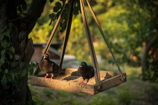 Piccioni Alimentatore Legno Albero Uccelli — Foto Stock