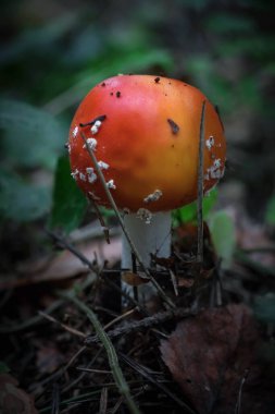 Ormanda güzel bir sineklik. Mantar fotoğrafı. Mantar krallığı. Makrofotoğrafçılık. Doğal arkaplan.