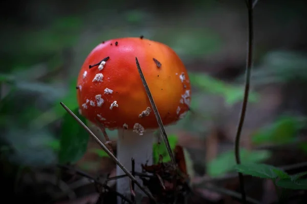 A beautiful fly agaric in the forest. Photo of mushrooms. The kingdom of mushrooms. Macrophotography. Natural background.