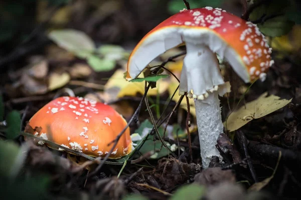 Big Red Fly Agaric Forest Mushroom Close Natural Background — Stock Photo, Image