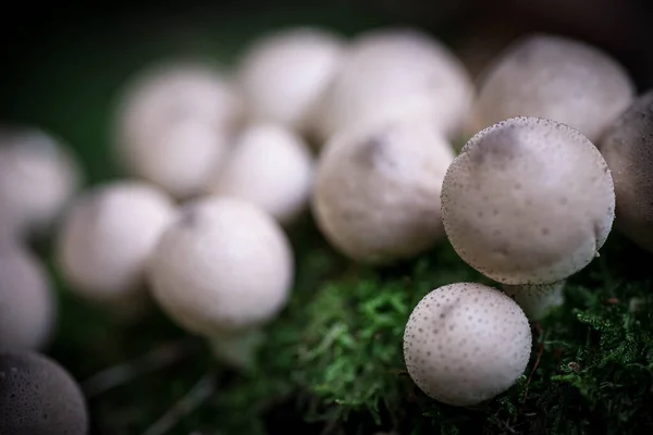 Small Porcini Mushrooms Mushrooms Forest Macrophotography Selective Focus — Stock Photo, Image