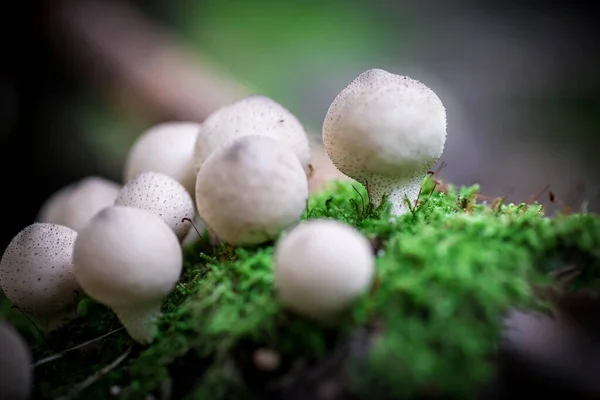 Small Porcini Mushrooms Mushroom Raincoat Natural Background — Stock Photo, Image
