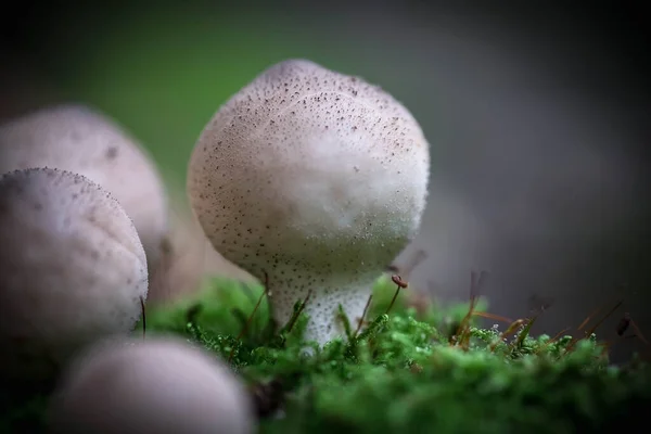 Small Porcini Mushrooms Mushrooms Forest Macrophotography Selective Focus — Stock Photo, Image