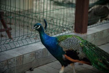 Bir tavus kuşu parkta yürüyor. Güzel bir kuş..