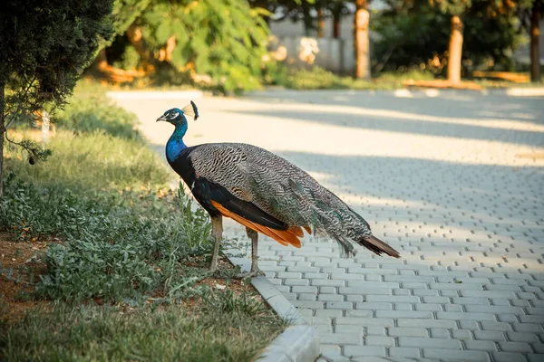 Pavone Cammina Nel Parco Bellissimo Uccello — Foto Stock