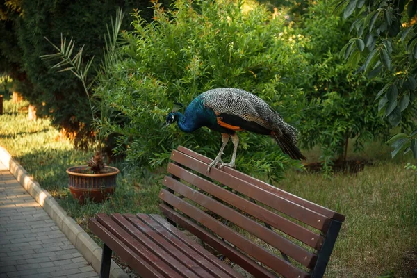 Pavone Cammina Nel Parco Bellissimo Uccello — Foto Stock