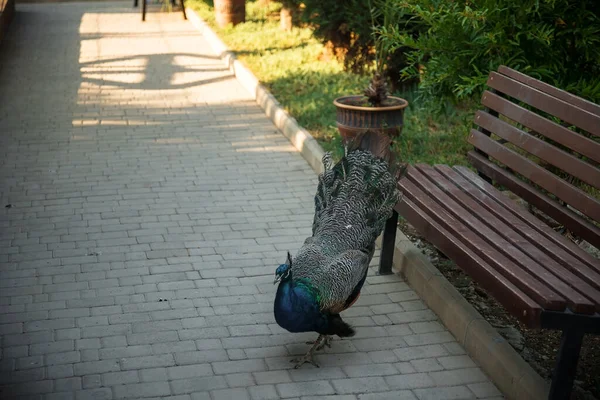 Egy Páva Sétál Parkban Egy Gyönyörű Madár — Stock Fotó