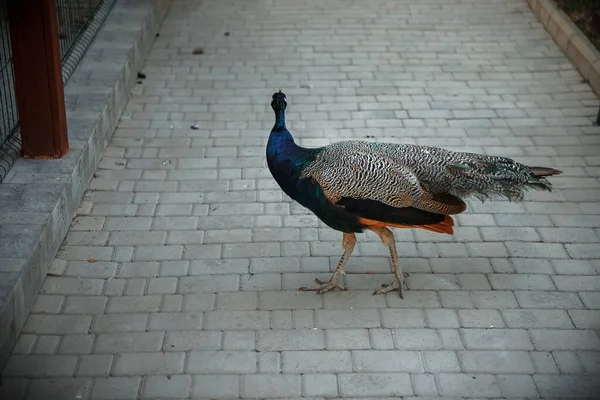 Peacock Walks Park Beautiful Bird — Stock Photo, Image