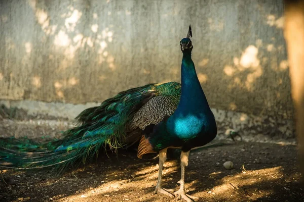 Een Pauw Loopt Het Park Een Mooie Vogel — Stockfoto