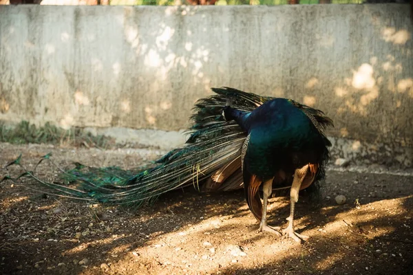 Павлин Гуляет Парку Красивая Птица — стоковое фото
