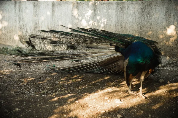Pavone Cammina Nel Parco Bellissimo Uccello — Foto Stock