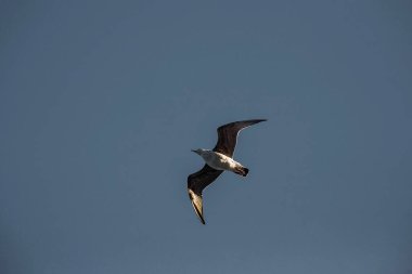 Bir martı gökyüzünde yüksektir. Vahşi kuşlar.